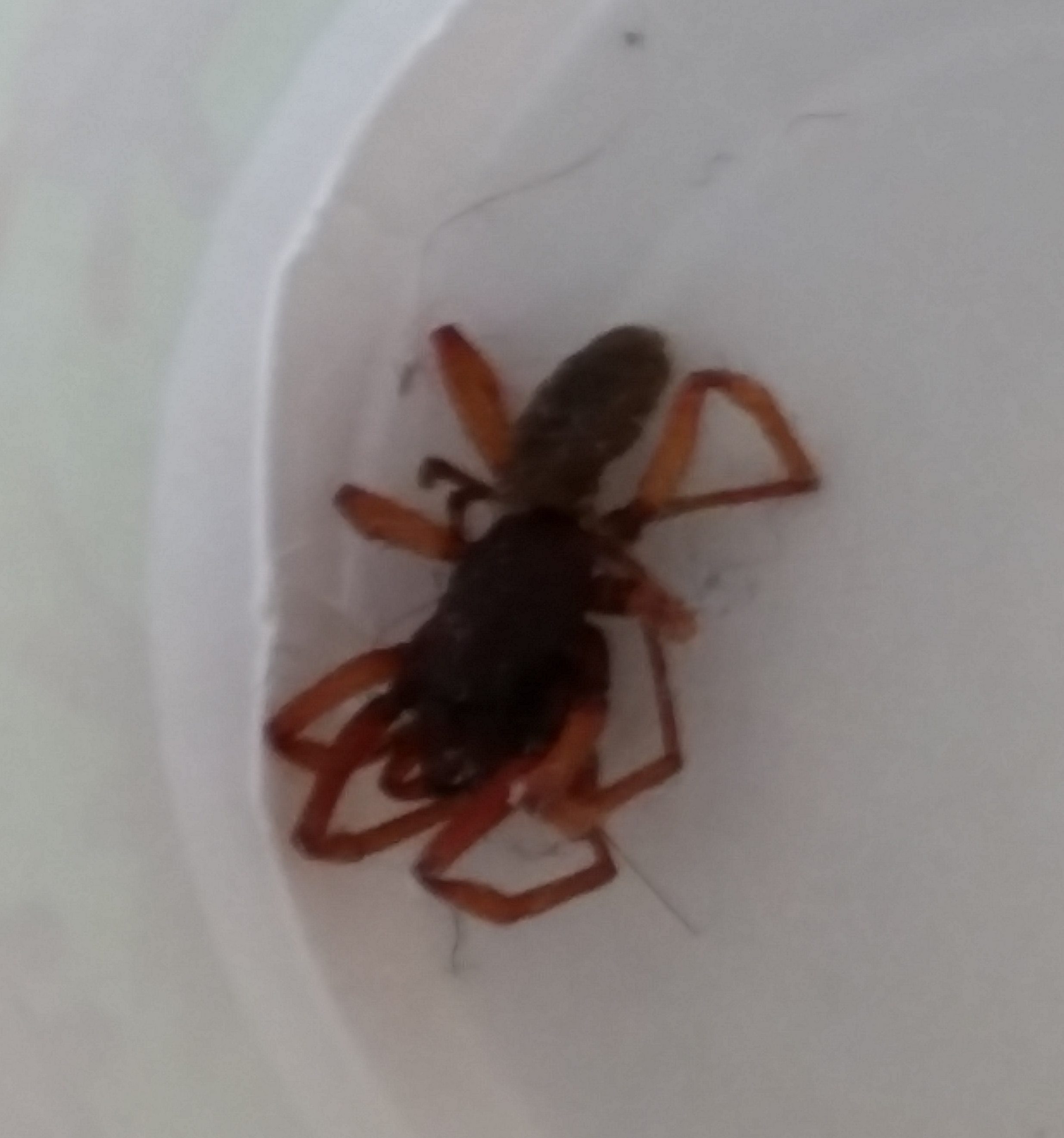 Picture of Dysdera crocata (Woodlouse Hunter) - Lateral