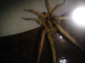 Picture of Hogna carolinensis (Carolina Wolf Spider) - Dorsal
