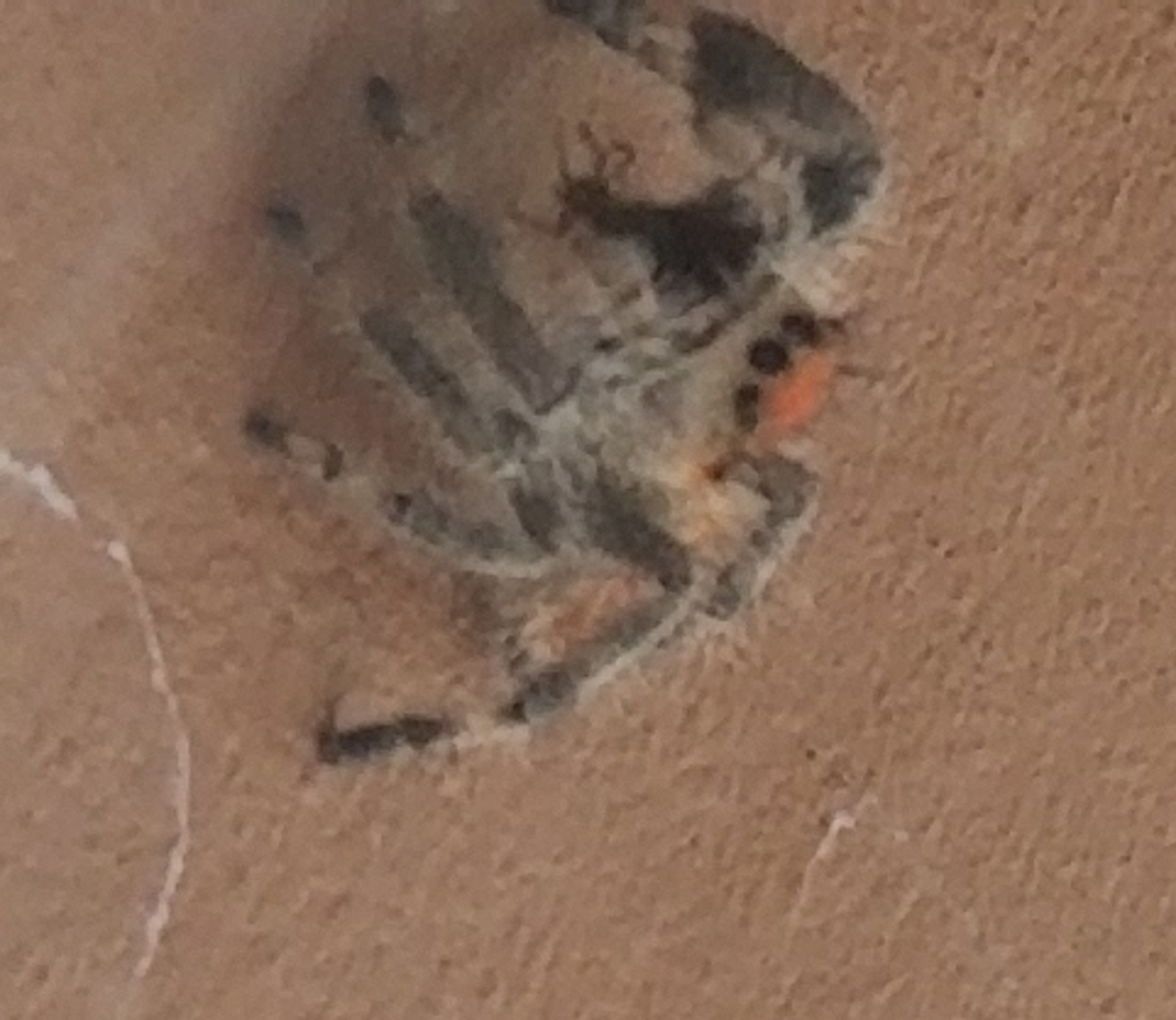 Picture of Phidippus regius (Regal Jumping Spider) - Eyes