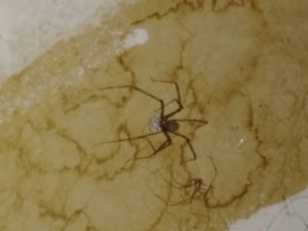 Picture of Pholcidae (Cellar Spiders) - Female - Dorsal,Egg sacs