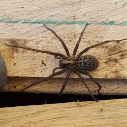 Featured spider picture of Eratigena duellica (Giant House Spider)