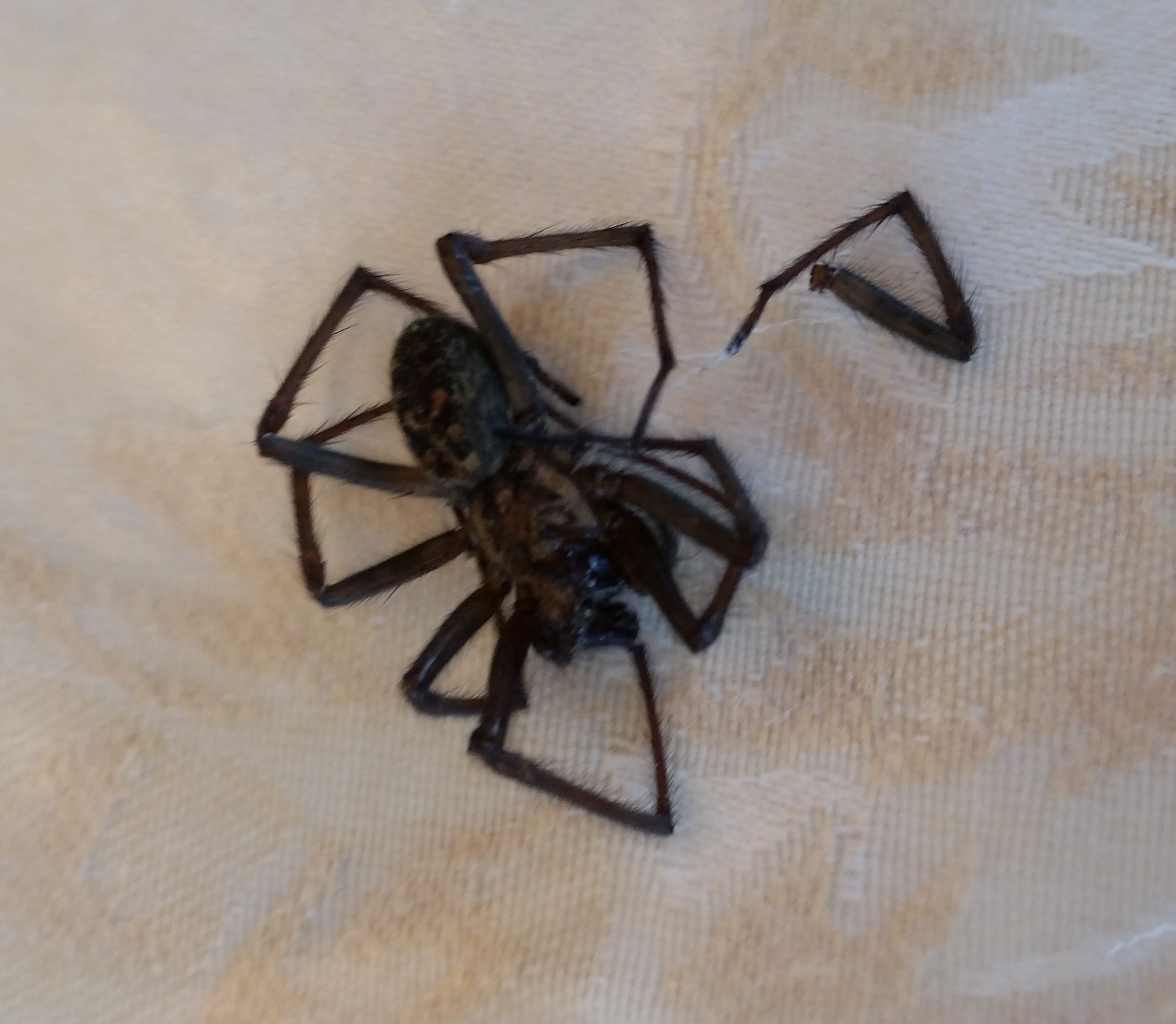 Picture of Eratigena duellica (Giant House Spider)