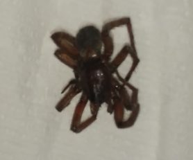 Picture of Gnaphosidae (Stealthy Ground Spiders) - Dorsal