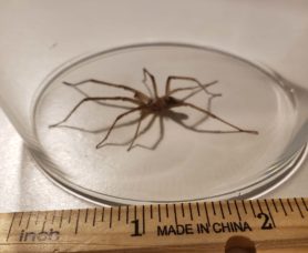 Picture of Kukulcania hibernalis (Southern House Spider) - Male - Lateral