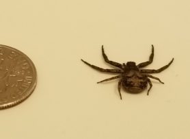 Picture of Bassaniana spp. (Bark Crab Spiders) - Dorsal