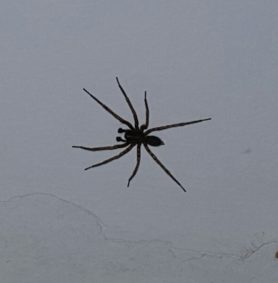 Picture of Coras spp. (Funnel Web Spiders) - Male - Dorsal