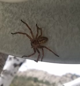 Picture of Olios giganteus (Giant Crab Spider) - Female - Dorsal