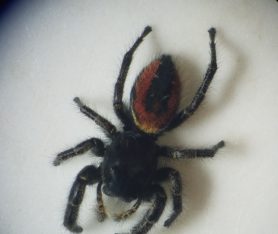 Picture of Phidippus johnsoni (Johnson Jumping Spider) - Female - Dorsal