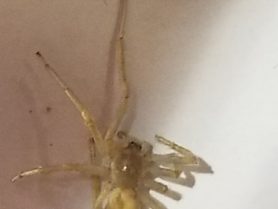 Picture of Cheiracanthium mildei (Long-legged Sac Spider) - Male - Dorsal,Penultimate