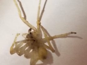 Picture of Cheiracanthium mildei (Long-legged Sac Spider) - Male - Penultimate,Ventral