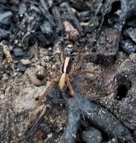 Picture of Schizocosa spp. (Lanceolate Wolf Spiders) - Male - Dorsal