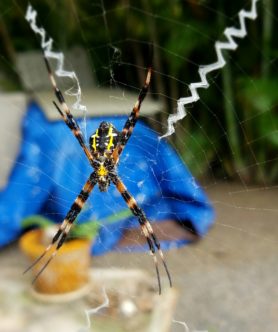 Picture of Argiope appensa (Hawaiian Garden Spider) - Female - Ventral,Webs