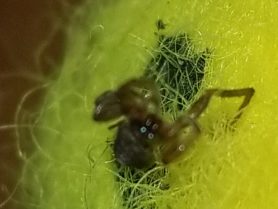 Picture of Gnaphosidae (Stealthy Ground Spiders)