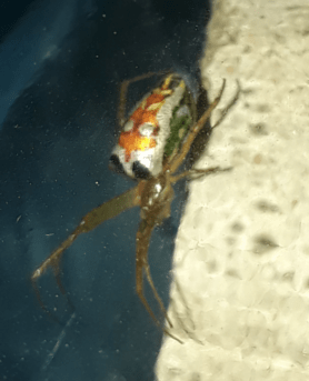 Picture of Leucauge festiva (Masked Vlei Spider) - Lateral