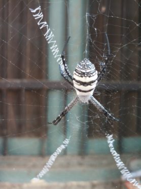 Picture of Argiope aemula (Oval St. Andrew's Cross Spider) - Dorsal,Webs