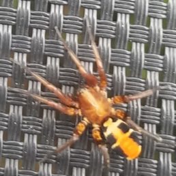 Featured spider picture of Castianeira thalia