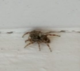 Picture of Salticidae (Jumping Spiders) - Lateral