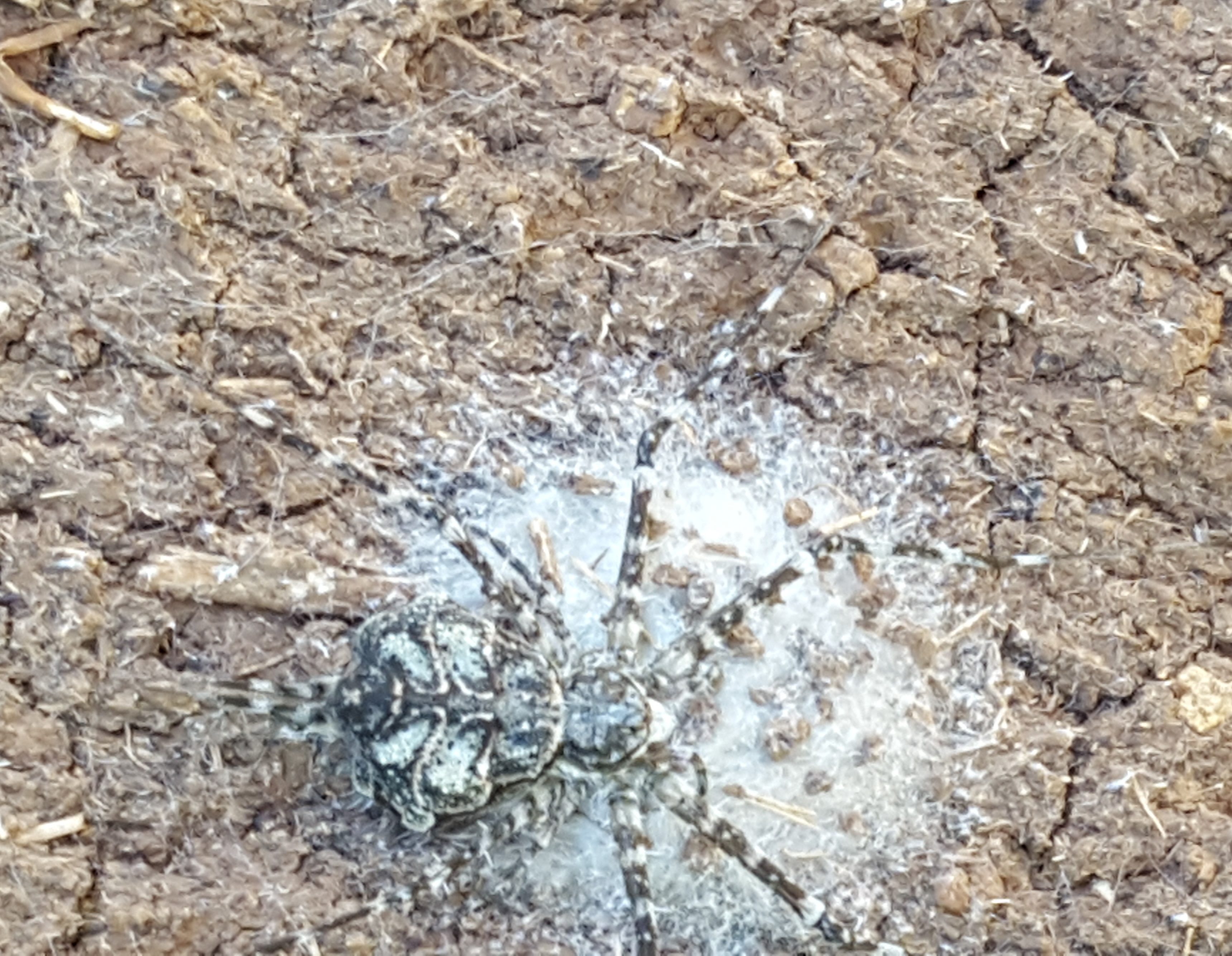 Picture of Hersiliidae (Two-tailed Spiders) - Dorsal,Egg sacs