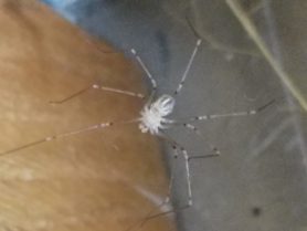 Picture of Pholcidae (Cellar Spiders) - Ventral