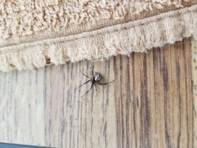 Picture of Latrodectus hesperus (Western Black Widow) - Lateral