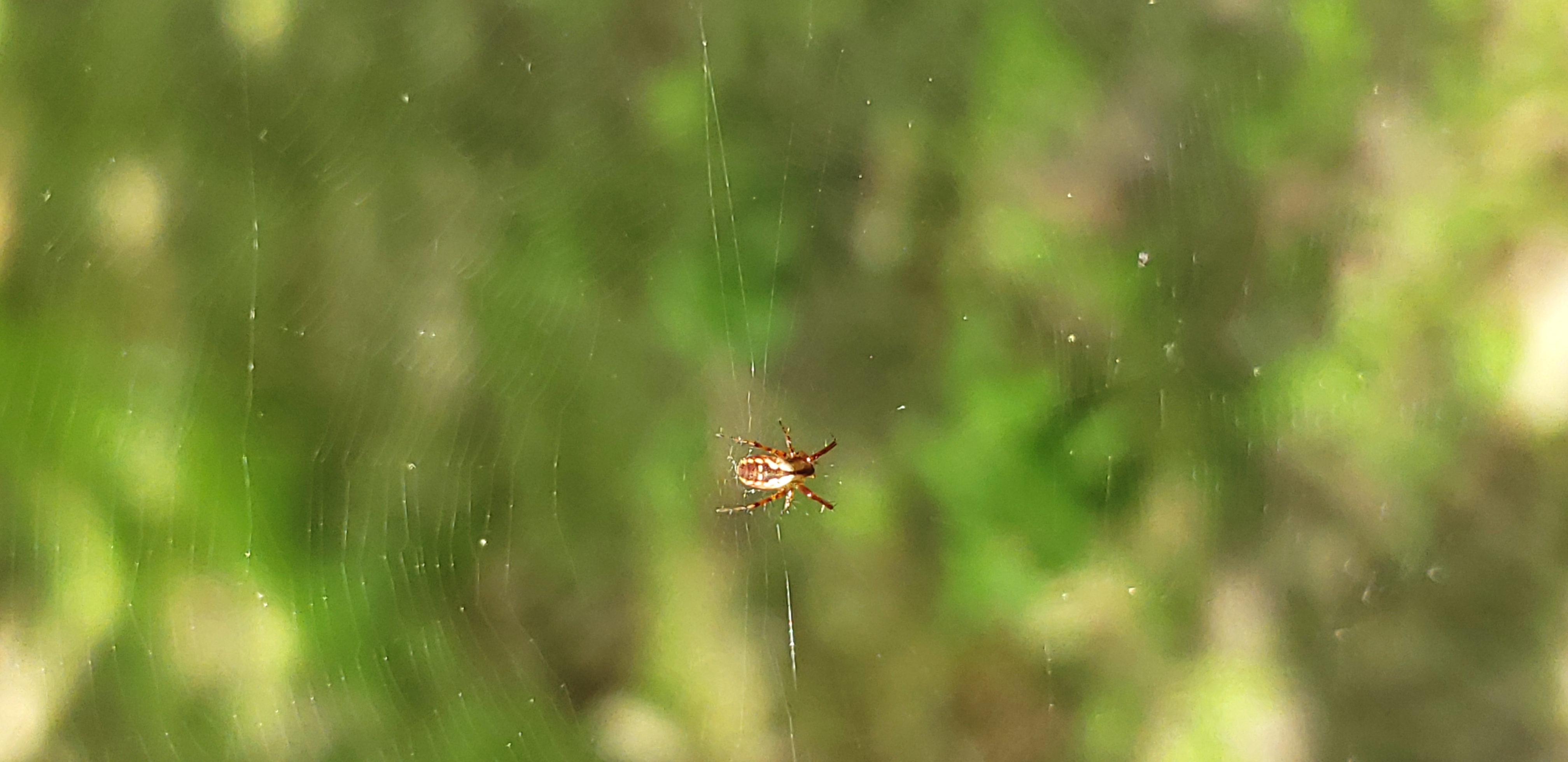 Picture of Mangora placida (Tuft-legged Orb-weaver) - Dorsal,Webs