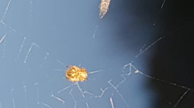 Picture of Araneidae (Orb-weavers) - Webs