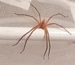 Picture of Pisauridae (Nursery Web Spiders)