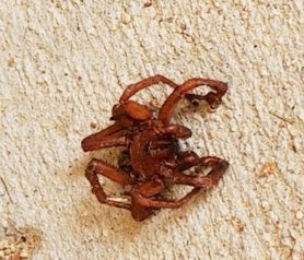 Picture of Myrmekiaphila spp. (Wafer-lid Trapdoor Spiders) - Male