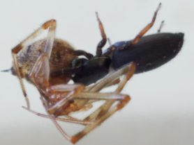 Picture of Metacyrba taeniola - Lateral