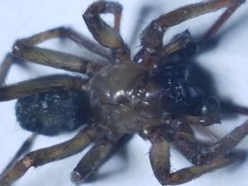 Picture of Metaltella simoni (Hacklemesh Weaver) - Male - Dorsal