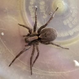 Featured spider picture of Hogna frondicola