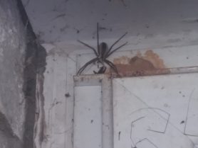 Picture of Pisaurina mira (Nursery Web Spider) - Female - Dorsal,Gravid