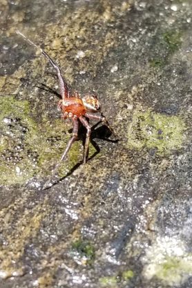 Picture of Xysticus spp. (Ground Crab Spiders) - Lateral