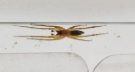 Picture of Anyphaenidae (Ghost Spiders) - Male - Dorsal