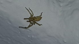 Picture of Cheiracanthium mildei (Long-legged Sac Spider) - Male - Lateral