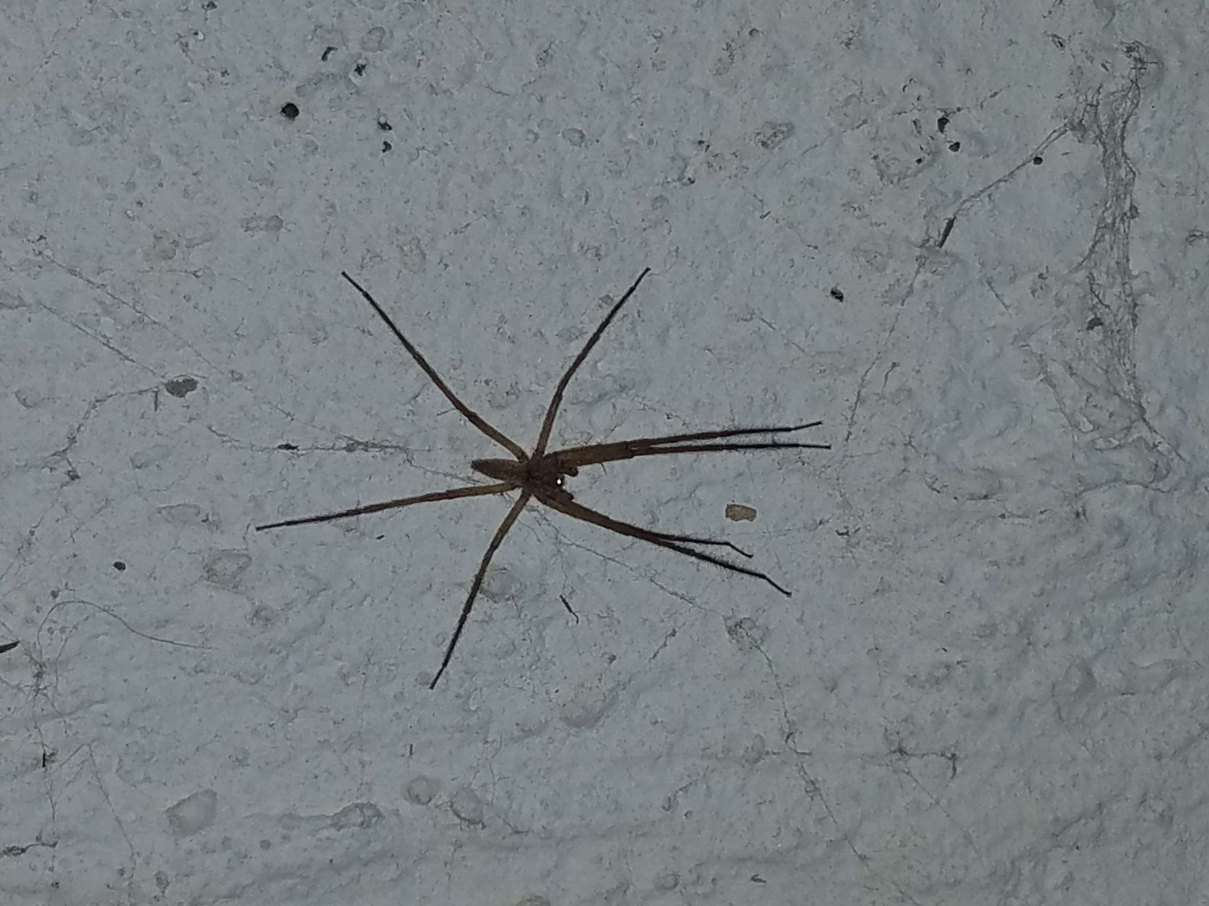 Picture of Pisaurina mira (Nursery Web Spider) - Male - Dorsal