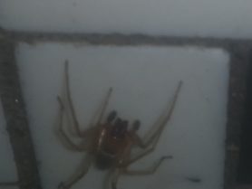 Picture of Clubionidae (Sac Spiders) - Male - Dorsal