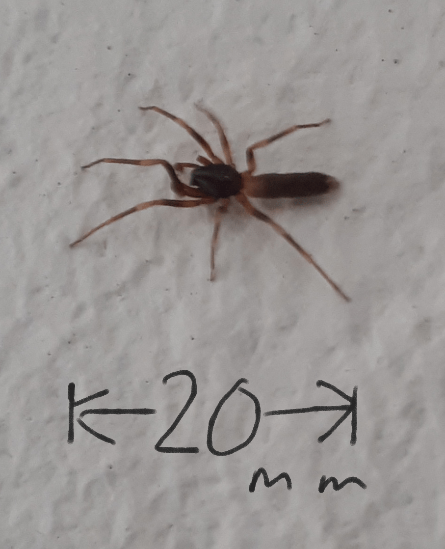 Picture of Harpactea hombergi (Stripe-legged Spider) - Dorsal
