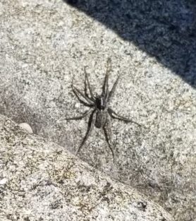 Picture of Pardosa spp. (Thin-legged Wolf Spiders) - Dorsal