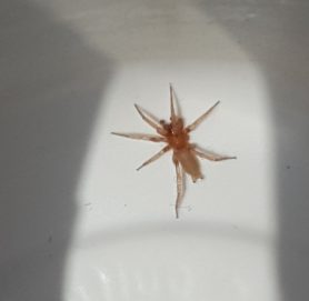 Picture of Gnaphosidae (Stealthy Ground Spiders) - Male - Dorsal