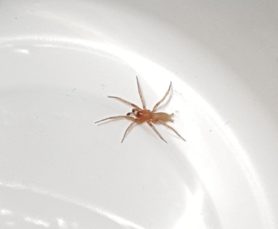 Picture of Gnaphosidae (Stealthy Ground Spiders) - Male - Dorsal