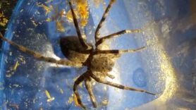 Picture of Dolomedes spp. (Fishing Spiders) - Dorsal