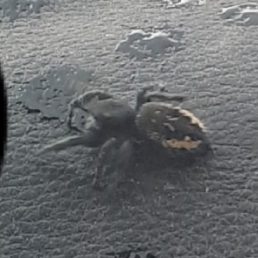 Featured spider picture of Phidippus borealis