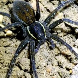 Featured spider picture of Dolomedes triton (Six-spotted Fishing Spider)