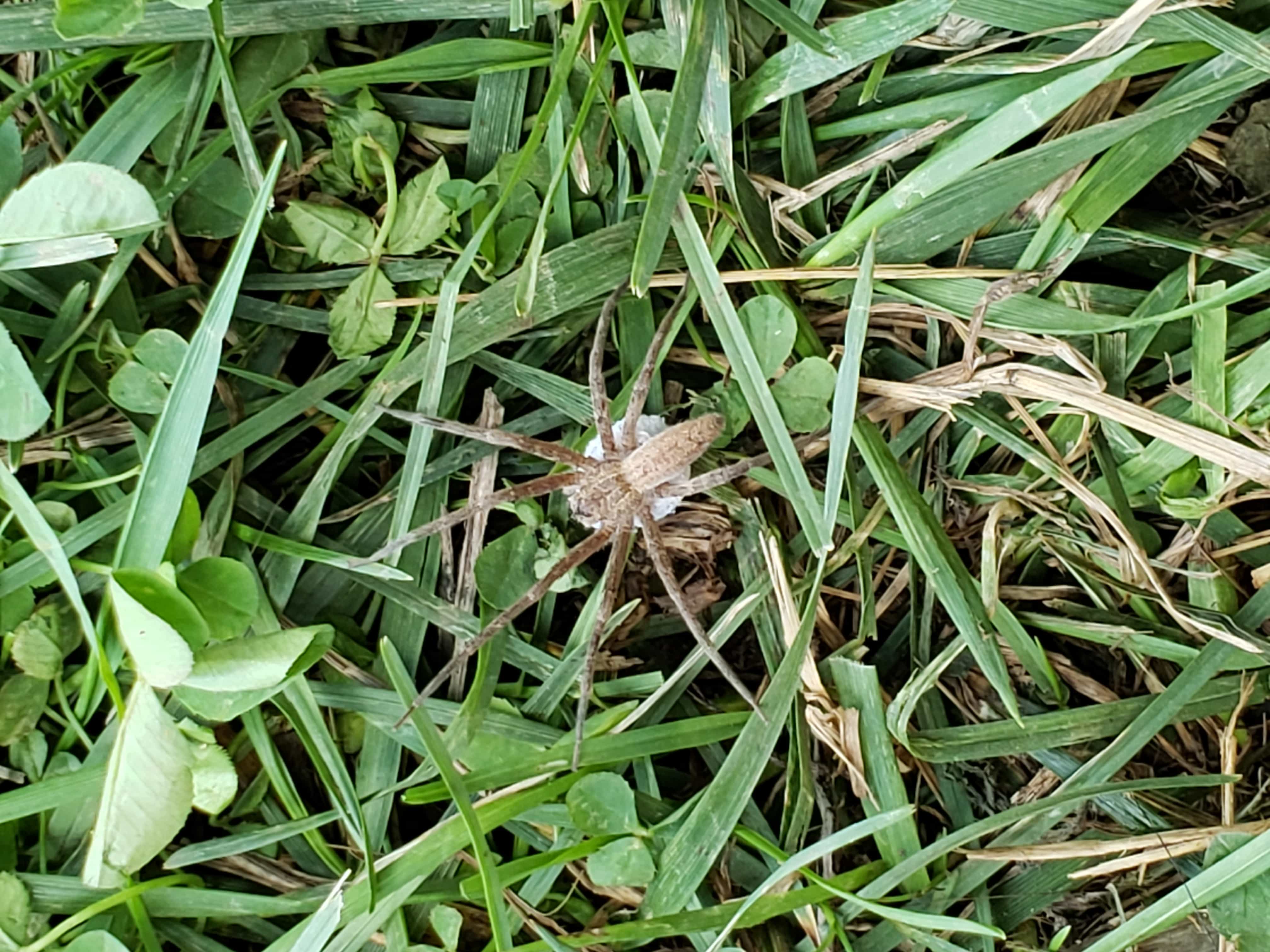 Picture of Pisaurina mira (Nursery Web Spider) - Female - Dorsal,Egg sacs