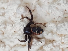 Picture of Synema globossum (Napoleon Spider) - Dorsal