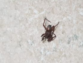 Picture of Gnaphosidae (Stealthy Ground Spiders) - Dorsal