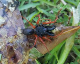 Picture of Sphodros rufipes (Red-legged Purse-web Spider) - Male - Dorsal