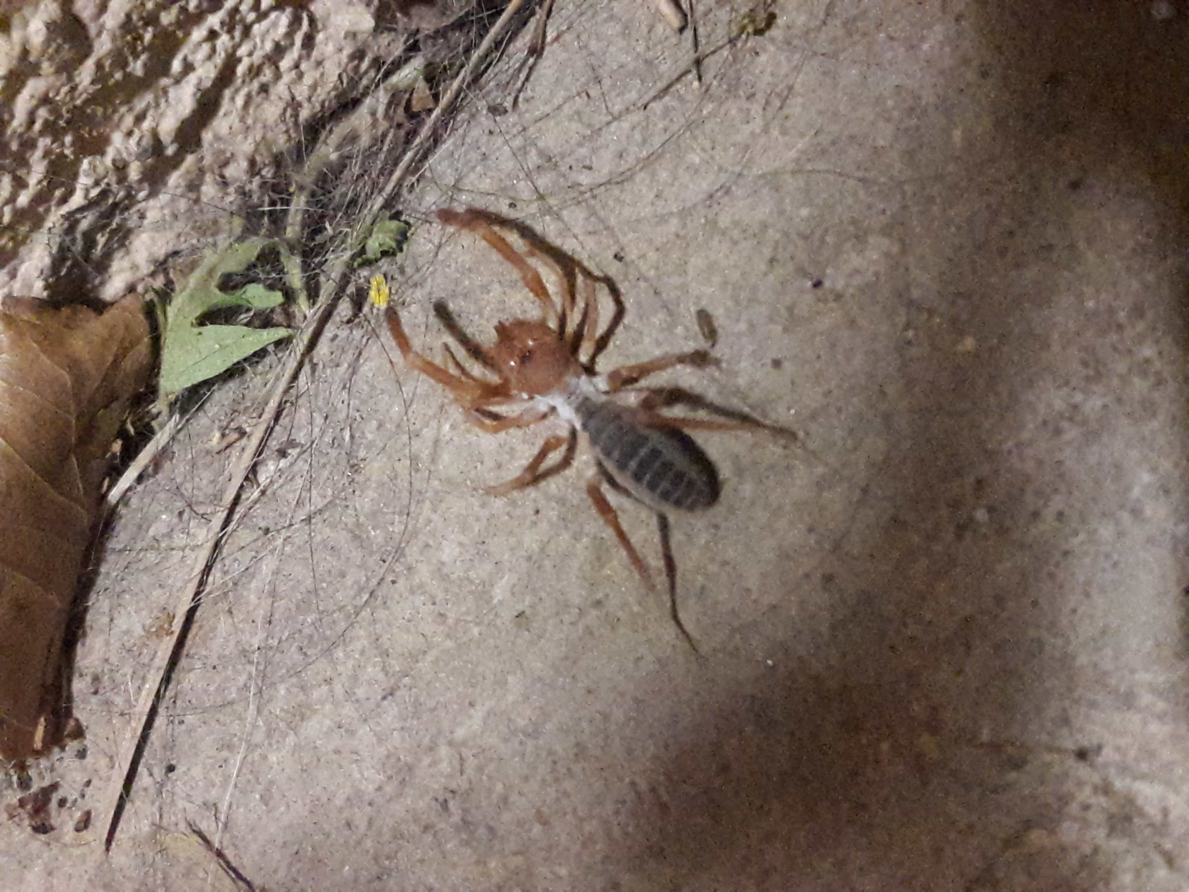 ground spider spiders colorado