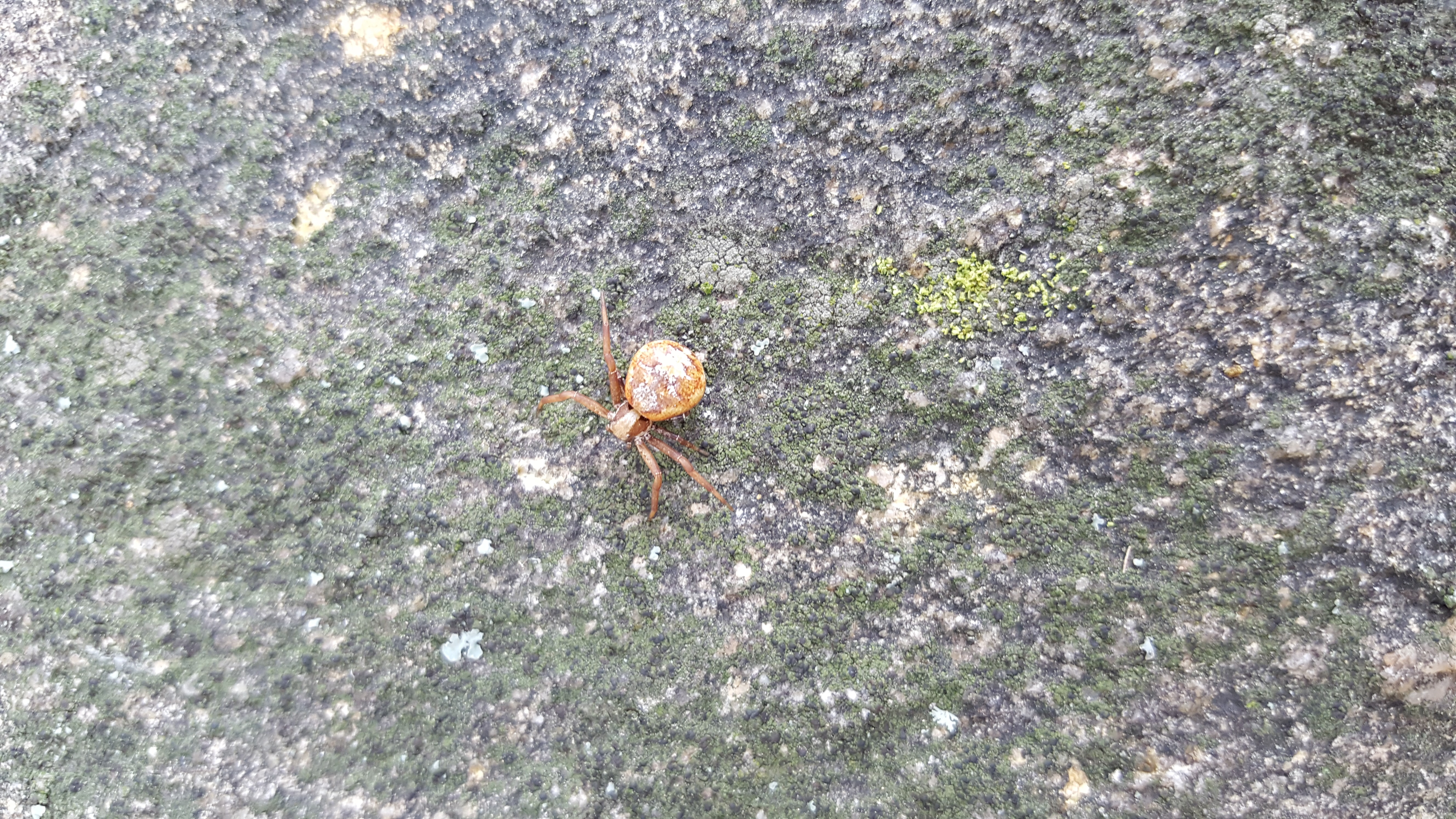 Picture of Xysticus (Ground Crab Spiders) - Dorsal